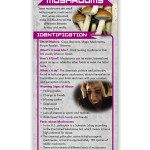 Hallucinogenic-mushrooms-fr